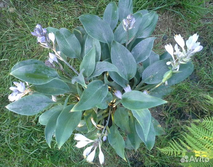 Хоста голубая