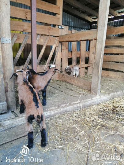 Нубийские козы