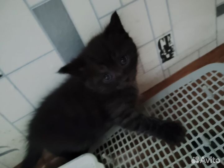 Котята