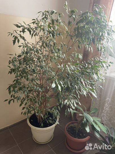 Фикус бенджамина большой