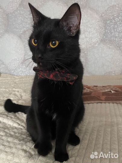 Кошка в дар бесплатно