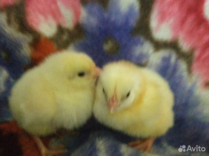 Цыплята бройлеры суточные
