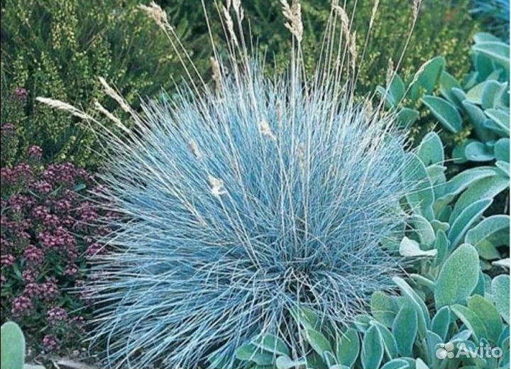 Гибискус красный, садовый. Овсянница сизая