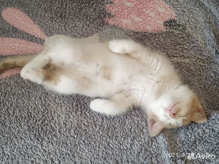 Котенок ищет вас