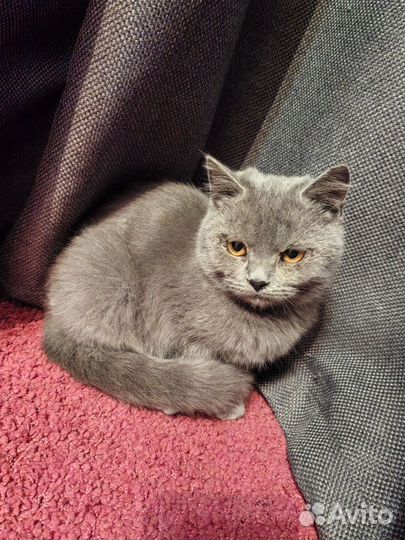 Отдам котенка (девочка)