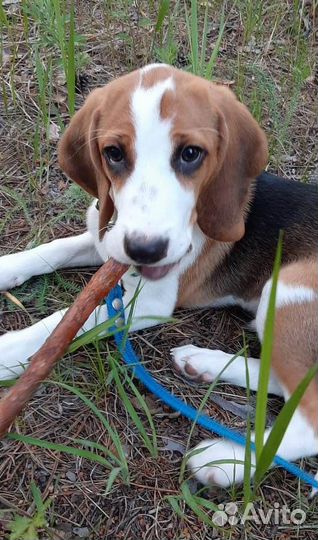 Эстонская гончая вязка