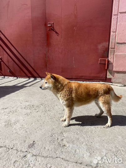 Девочка Сиба-ину в добрые руки