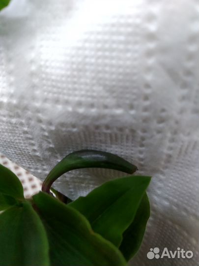 Традесканция и фикус за шоколад