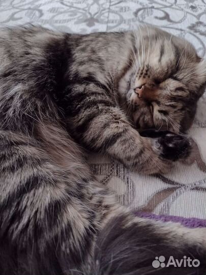 Сибирский кот