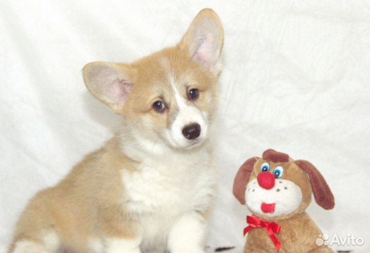 Вельш-корги пемброк