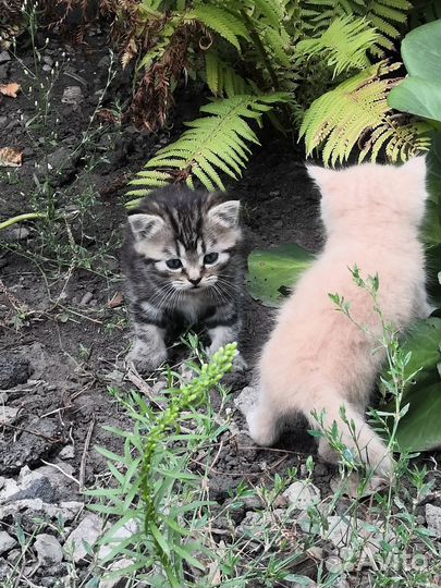 Котенок девочка