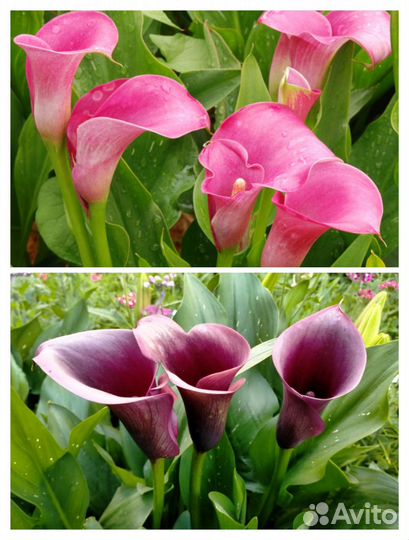 Зантедеския каллы