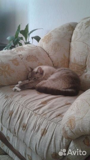 Потерялся кот