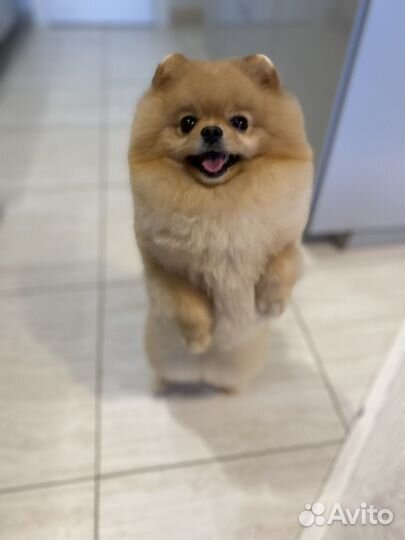 Вязка собак шпиц