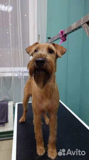 Тримминг всех пород, стрижки собак