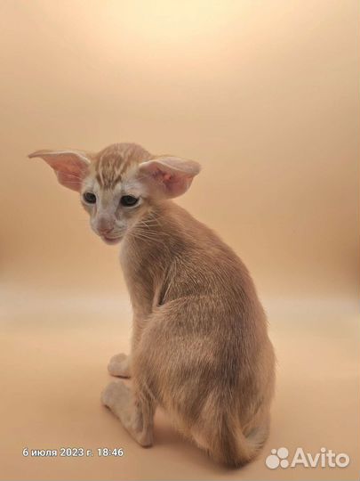 Ориентальная