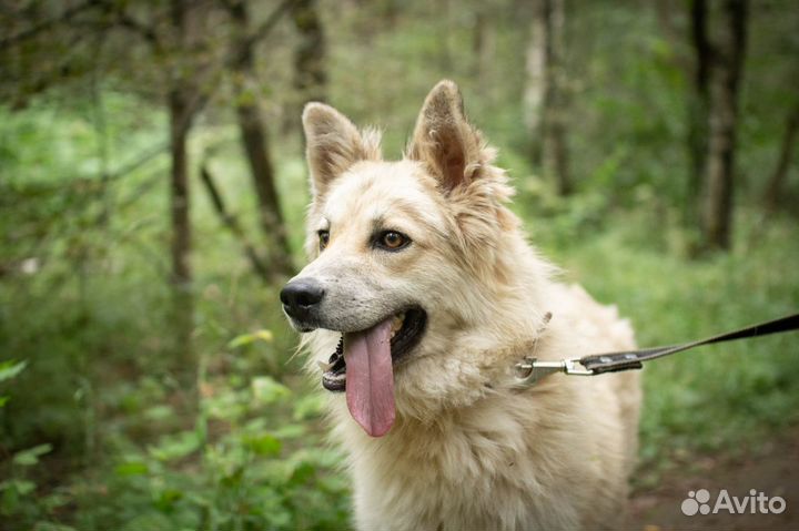 Пэтти - сладкий пирожок ищет Дом