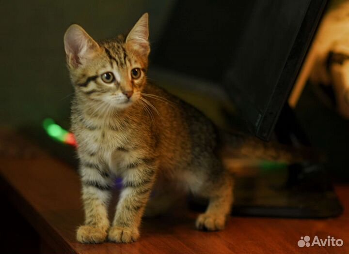 Чудесный малыш в дар