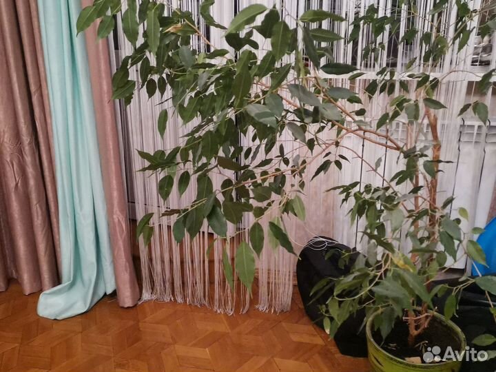 Фикус бенджамина