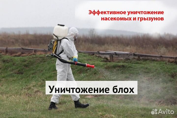 Уничтожение клопов тараканов лечение растений