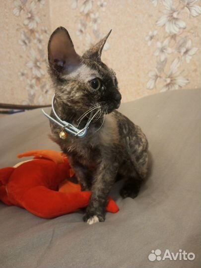 Сфинкс бесплатно