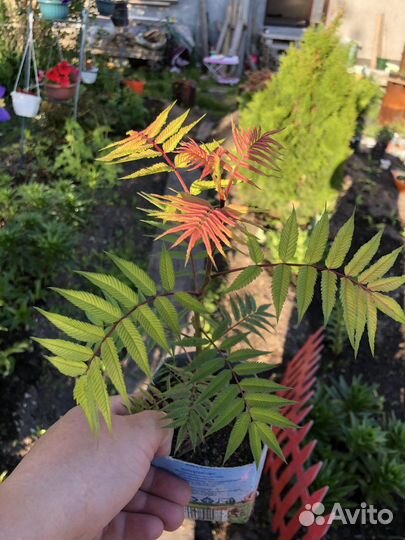 Рябинник отводки