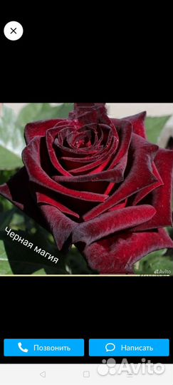 Кустовые розы саженцы