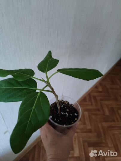 Фикус бенгальский Одри