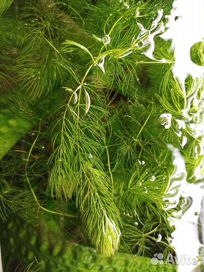 Роголистник, прополка аквариума