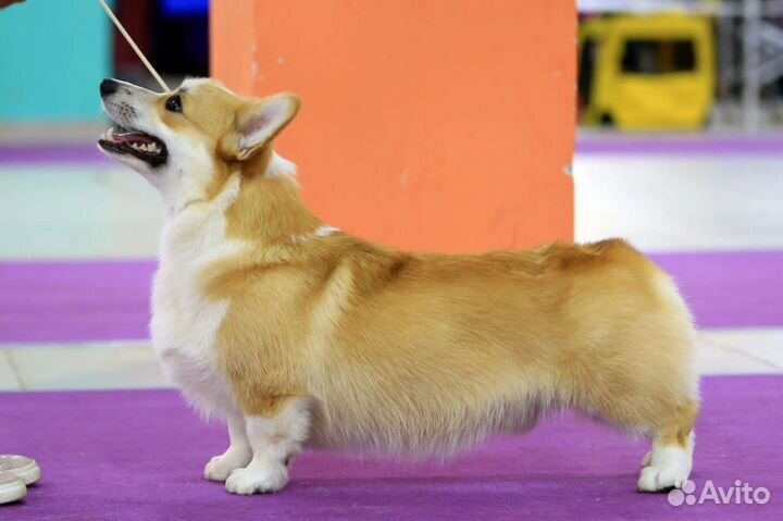 Вельш-корги пемброк Кобель для Вязки