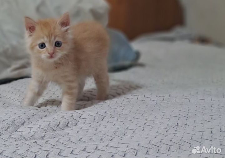 Котята мейн-кун рыжие