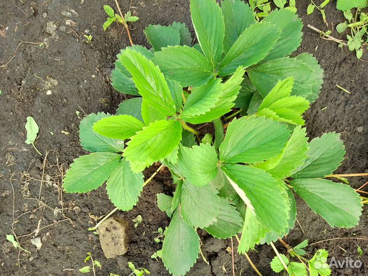 Рассада клубники