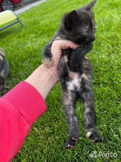 Котята (две кошки и один котенок)