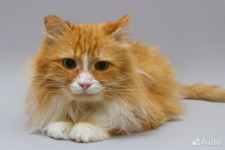 Немолодой котик Варфоломей