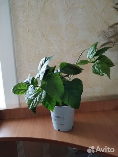 Отросток гибискуса