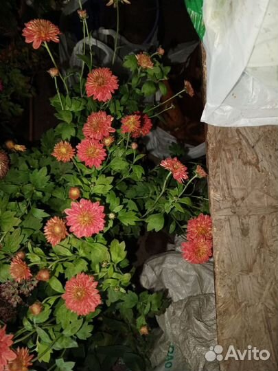 Хризантемы