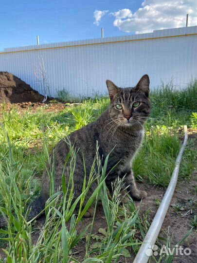 Кот Василий Иваныч