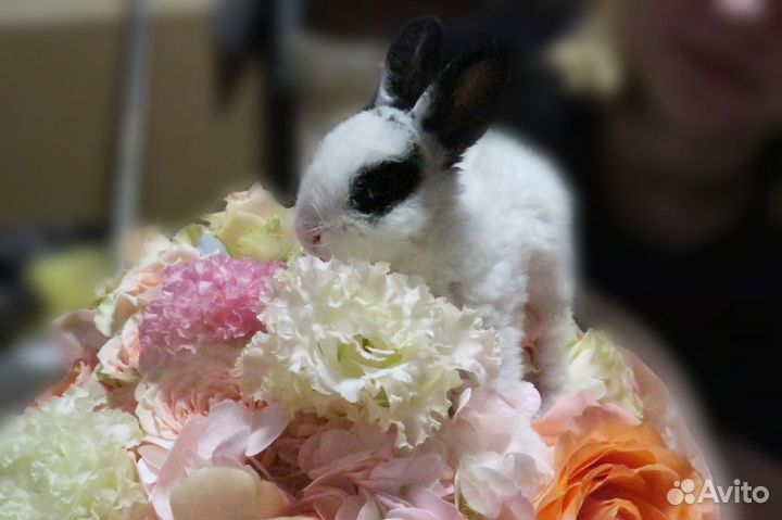 Декоративные кролики