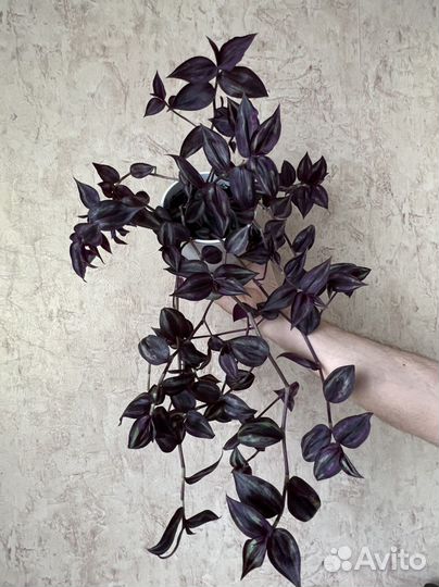 Традесканция Purple joy