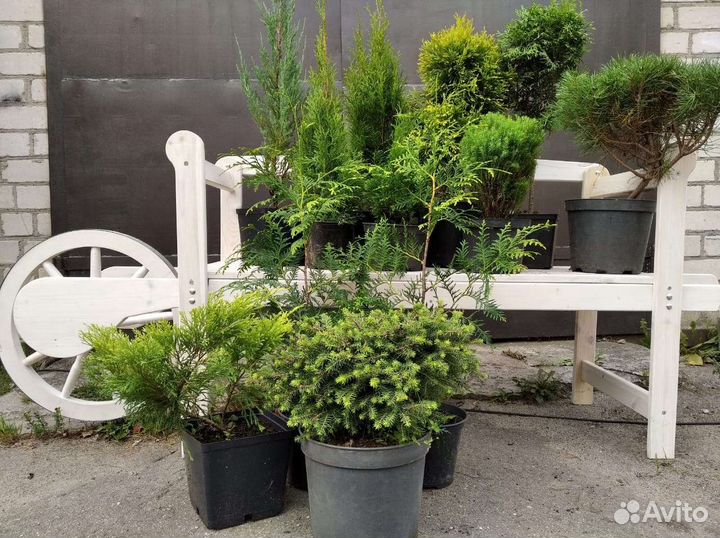 Плодовые,туи,декоративные растения,можжевельники