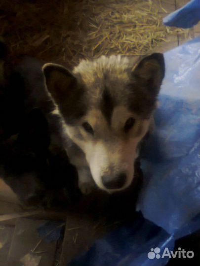 Отдам щенков маламута