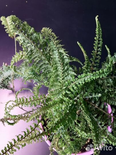 Папоротник нефролепис кудрявый