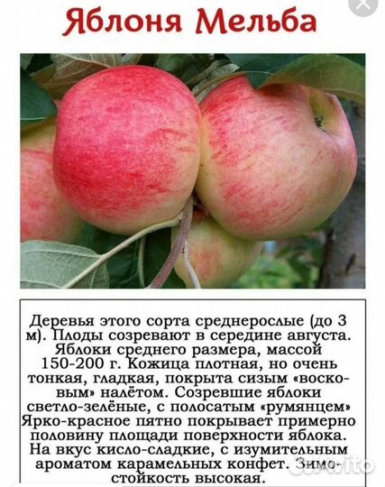 Саженцы груш, яблонь