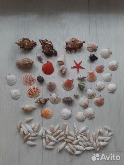 Ракушки + камни 3кг