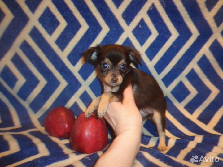 Малыши для вас