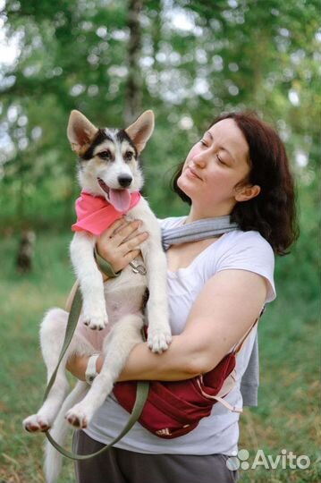 Собака щенок из приюта