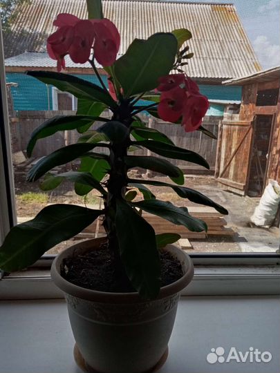 Молочай миля взрослый