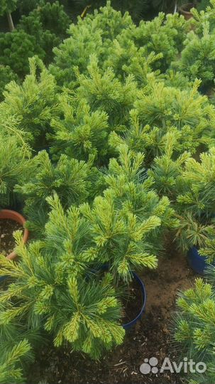 Сосна рейн хаус