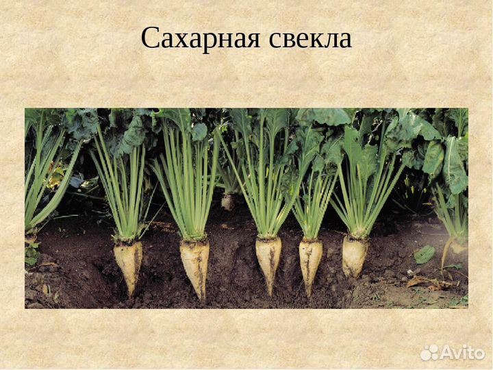 Чем отличается кормовая свекла. Сахарная свекла и кормовая. Презентация на тему сахарная свекла. Внешний вид сахарной свеклы. Сахарная свёкла класс.