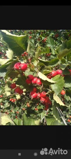 Боярышник ягоды